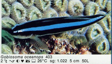 Gobiosoma oceanops